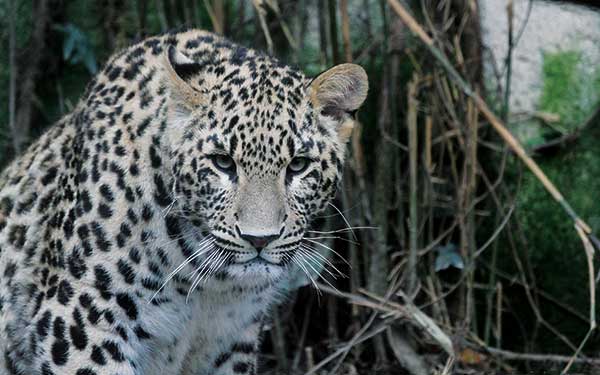 El leopardo de Persia - Andrés Ordorica