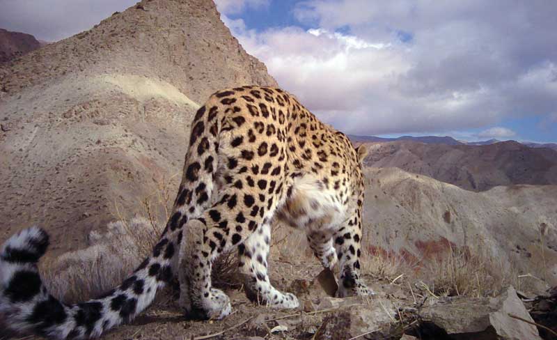 Amura,Irán,Un recorrido por la nación islámica,El leopardo de Persia, 