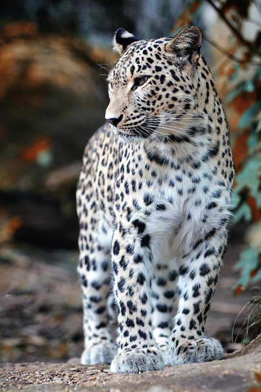 Amura,Irán,Un recorrido por la nación islámica,El leopardo de Persia, 