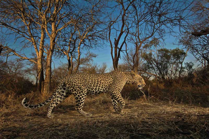 Amura,Irán,Un recorrido por la nación islámica,El leopardo de Persia, 