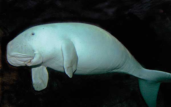 Okinawa Dugong - Laura García