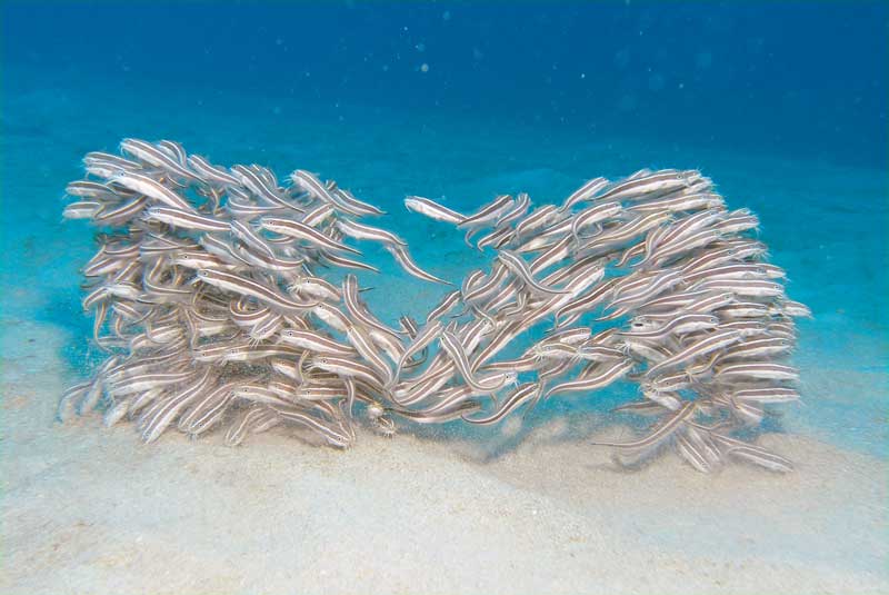 Amura,Okinawa, 