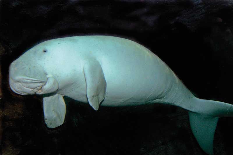 Amura,Okinawa,Okinawa Dugong, 