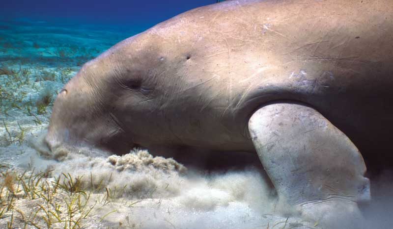 Amura,Okinawa,Okinawa Dugong, 