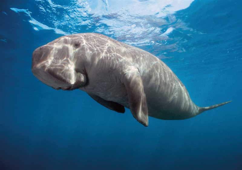 Amura,Okinawa,Okinawa Dugong, 