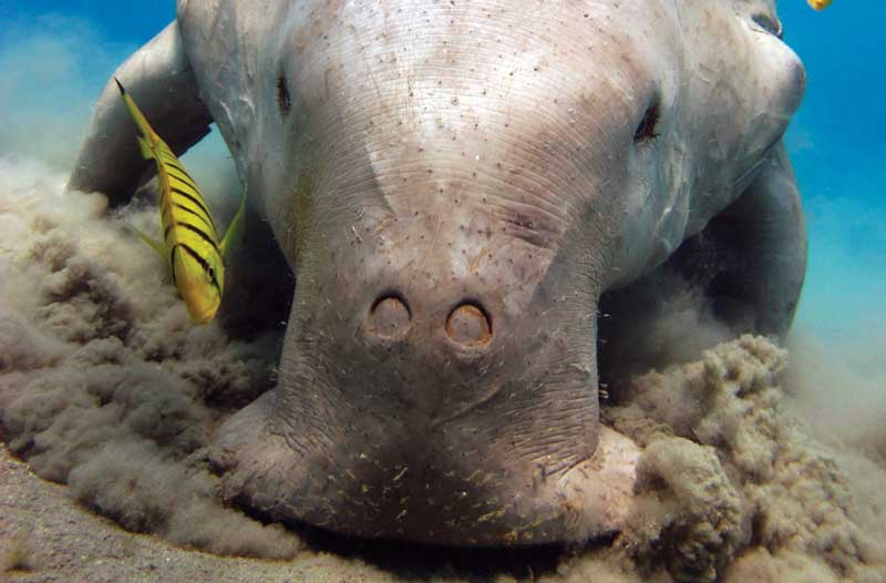 Amura,Okinawa,Okinawa Dugong, 