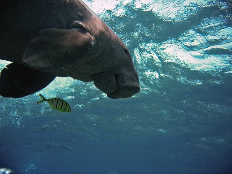 Amura,Okinawa,Okinawa Dugong, 