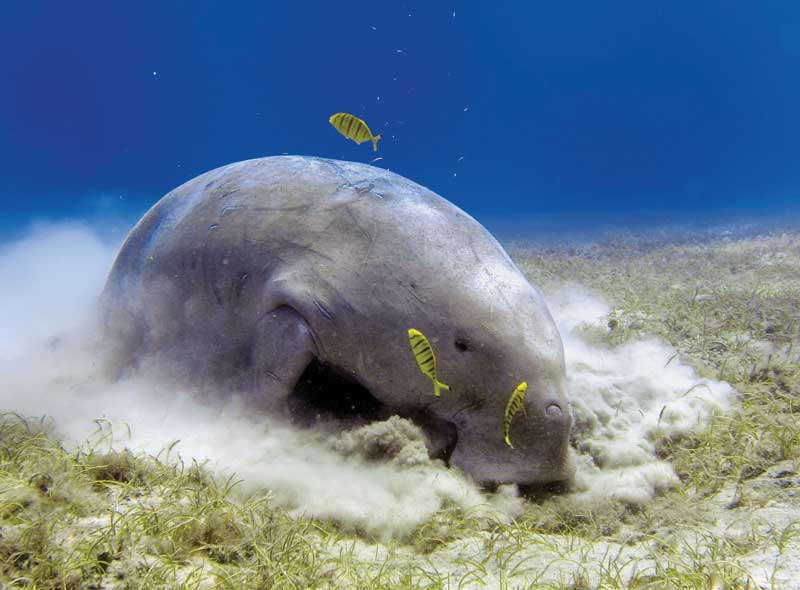 Amura,Okinawa,Okinawa Dugong, 