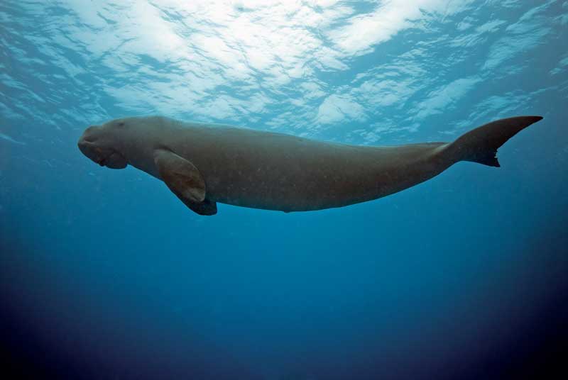 Amura,Okinawa,Okinawa Dugong, 