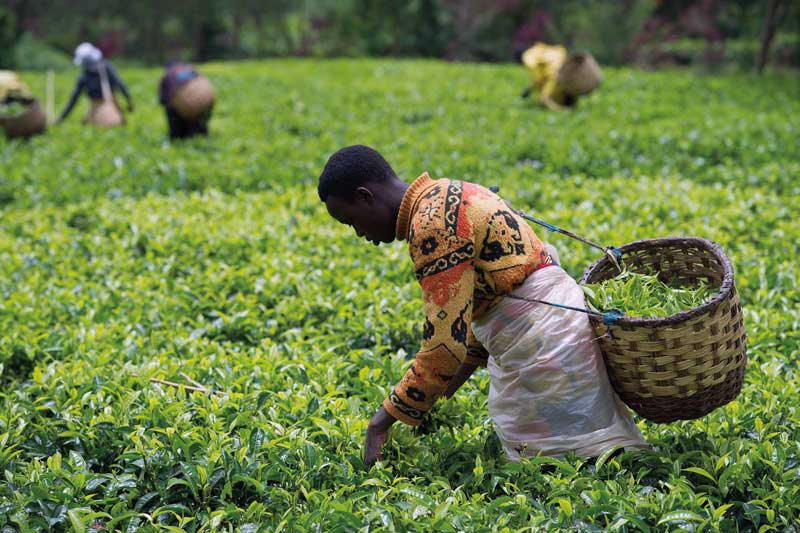 Amura, AmuraWorld,Rwanda,Ruanda,Compás Internacional,International Compass , Harvest in a tea plantation.