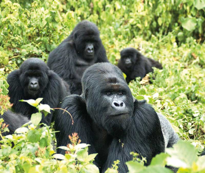 Amura, AmuraWorld,Rwanda,Ruanda,Compás Internacional,International Compass , Hay teorías científicas que sostienen que los primeros primates vivieron hace 65 millones de años. 