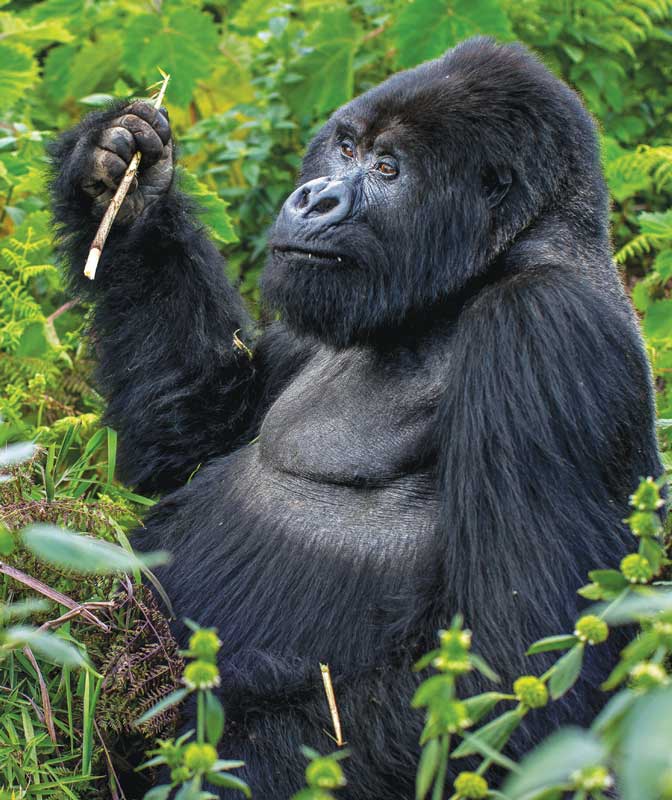 Amura, AmuraWorld,Rwanda,Ruanda,Compás Internacional,International Compass , Gorillas are herbivorous mammals.