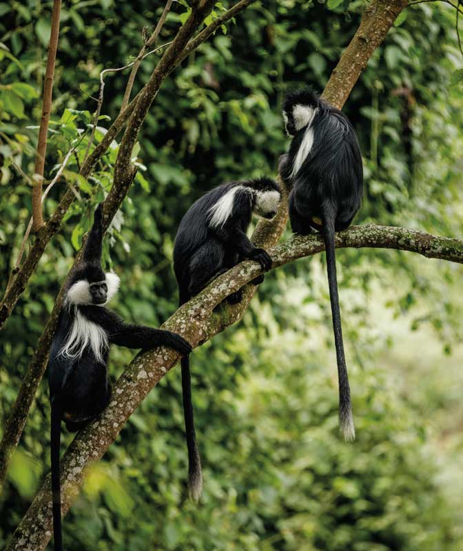 Amura, AmuraWorld,Rwanda,Ruanda,Compás Internacional,International Compass , Familia de Mangabeys de mejillas grises (Lophocebus albigena).