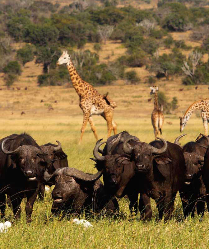 Amura, AmuraWorld,Rwanda,Ruanda,Compás Internacional,International Compass , Maasai giraffes and african buffalos in Akagera National Park.