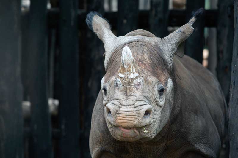 Amura, AmuraWorld,Rwanda,Ruanda,Compás Internacional,International Compass , Ruanda recibió en 2019 cinco rinocerontes negros que fueron donados por zoológicos europeos.