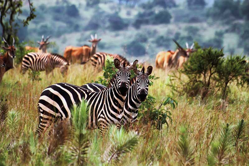 Amura, AmuraWorld,Rwanda,Ruanda,Compás Internacional,International Compass , Una gran diversidad de especies habitan los parques nacionales del país.