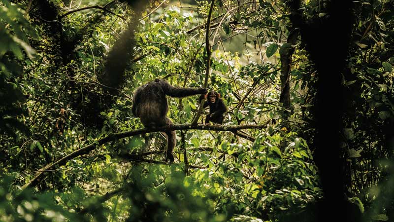 Amura, AmuraWorld,Rwanda,Ruanda,Compás Internacional,International Compass , El mejor lugar para ver a los chimpancés de Ruanda es el bosque Nyungwe.