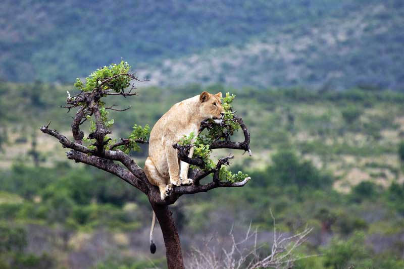 Amura, AmuraWorld,Rwanda,Ruanda,Compás Internacional,International Compass , El método de caza de los felinos es perfecto. 