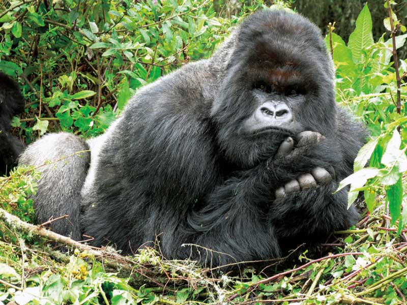 Amura, AmuraWorld,Rwanda,Ruanda,Compás Internacional,International Compass , Gorillas feel and express the same emotions as humans.