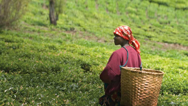 Amura, AmuraWorld,Rwanda,Ruanda,Compás Internacional,International Compass ,  El 83% de los habitantes del país viven en zonas rurales.