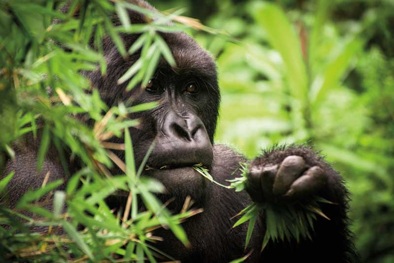 Amura, AmuraWorld,Rwanda,Ruanda,Compás Internacional,International Compass , El bambú es la comida predilecta de los gorilas.