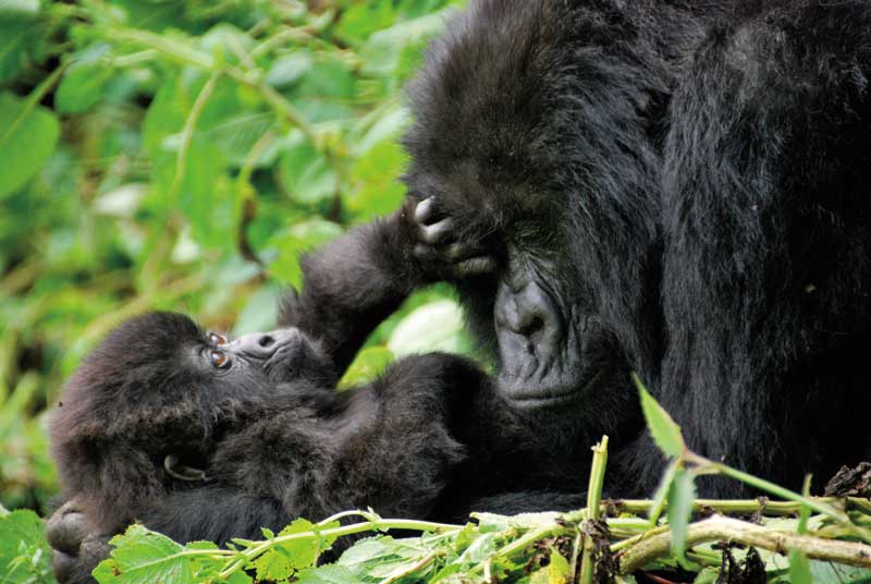 Amura, AmuraWorld,Rwanda,Ruanda,Compás Internacional,International Compass , Gorillas have a life expectancy between 35 and 50 years old.