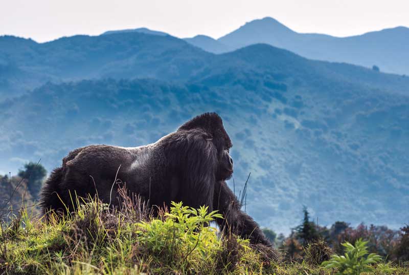 Amura, AmuraWorld,Rwanda,Ruanda,Compás Internacional,International Compass ,  El gorila de espalda plateada llega a medir 1.80 m. y a pesar 200 kg. 