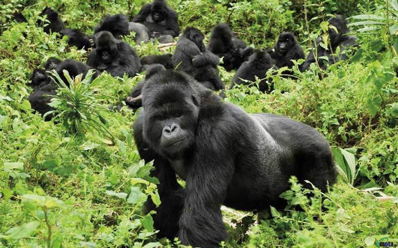 Amura, AmuraWorld,Rwanda,Ruanda,Al encuentro con un semejante,Gorilla de la Montaña,Amura Yachts, Family groups have approximately 10 members.