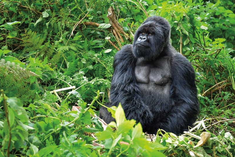 Amura, AmuraWorld,Rwanda,Ruanda,Al encuentro con un semejante,Gorilla de la Montaña,Amura Yachts, Males grow a silver stripe on their backs when they turn 15 years old.