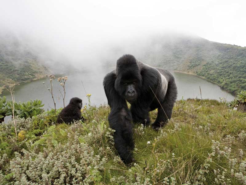 Amura, AmuraWorld,Rwanda,Ruanda,Al encuentro con un semejante,Gorilla de la Montaña,Amura Yachts, Adults gorillas are loving and patients with the littles gorillas.