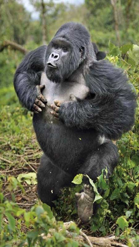 Amura, AmuraWorld,Rwanda,Ruanda,Al encuentro con un semejante,Gorilla de la Montaña,Amura Yachts, Los Gorilas de Montaña se comportan naturalmente aunque tengan invitados.