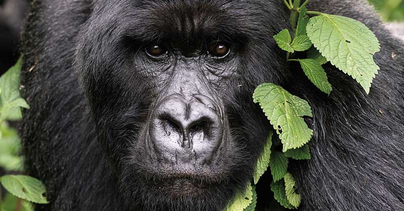 Amura, AmuraWorld,Rwanda,Ruanda,Al encuentro con un semejante,Gorilla de la Montaña,Amura Yachts, Existe también una jerarquía entre las hembras de una manada.