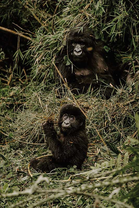 Amura, AmuraWorld,Rwanda,Ruanda,Al encuentro con un semejante,Gorilla de la Montaña,Amura Yachts, Los gorilas se mueven constantemente por lo que construyen nuevos nidos cada noche.