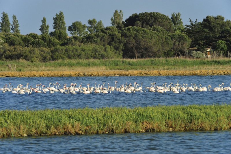 Amura,Agde,AmuraWorld,Amura Yachts,Cap d'Agde,Languedoc, In Agde there is an important association that protects the sea and species in extinction.