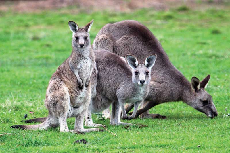 Amura,Amura World,Amura Yachts,Australia,Australia Occidental, Kangaroos can be found crossing on the road. 