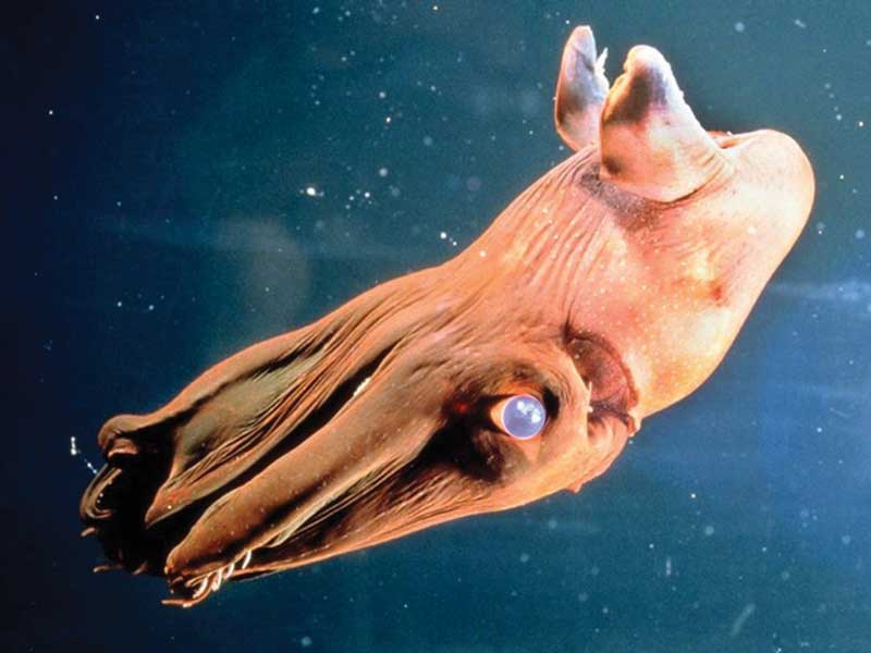 Amura, Amura World,Homenaje a la vida, Vampire squid.