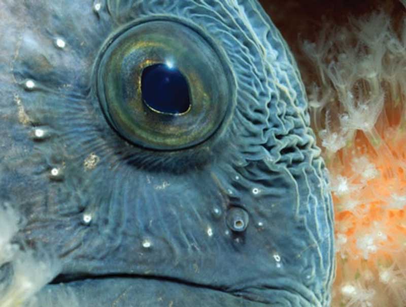 Amura, Amura World,Homenaje a la vida, Atlantic wolffish.