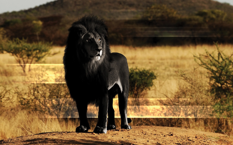 Amura, Amura World,Homenaje a la vida,El planeta tierra es una fábrica infinita de vida, León negro.