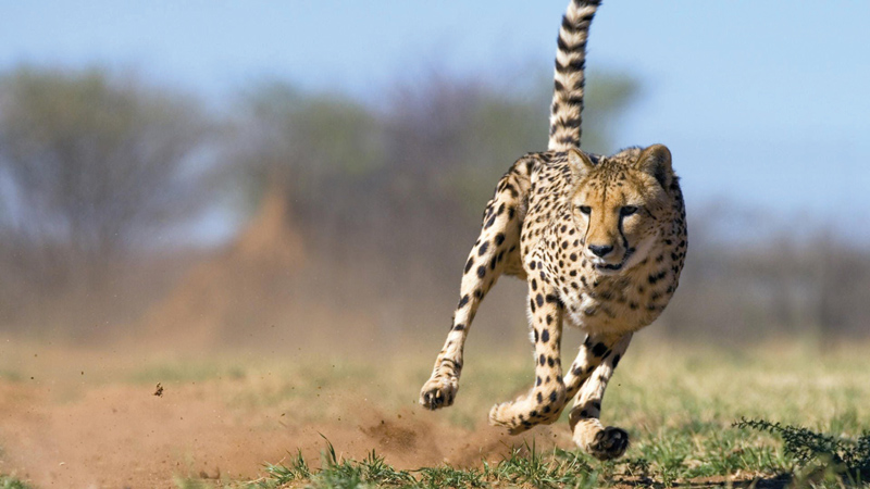 Amura, Amura World,Homenaje a la vida,El planeta tierra es una fábrica infinita de vida, Cheetah.<br>