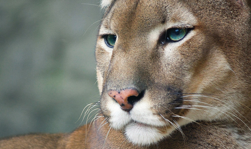 Amura, Amura World,Homenaje a la vida,El planeta tierra es una fábrica infinita de vida, Jaguar. 