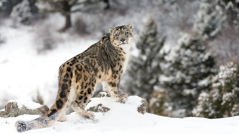 Amura, Amura World,Homenaje a la vida,El planeta tierra es una fábrica infinita de vida, Leopardo de las nieves. 