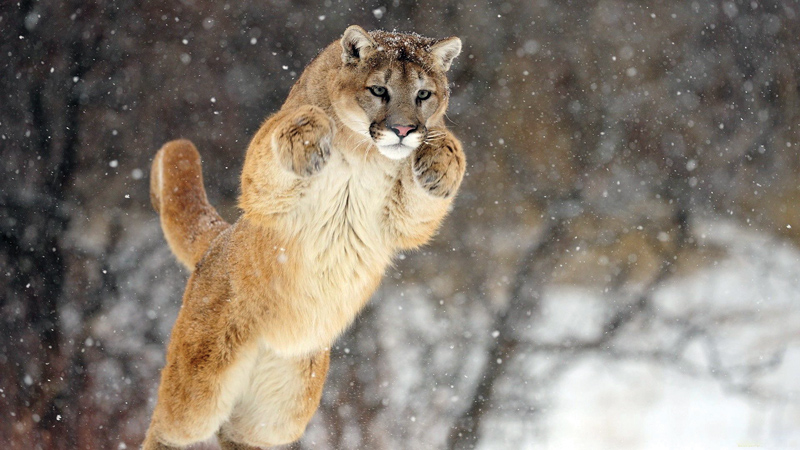 Amura, Amura World,Homenaje a la vida,El planeta tierra es una fábrica infinita de vida, Puma.