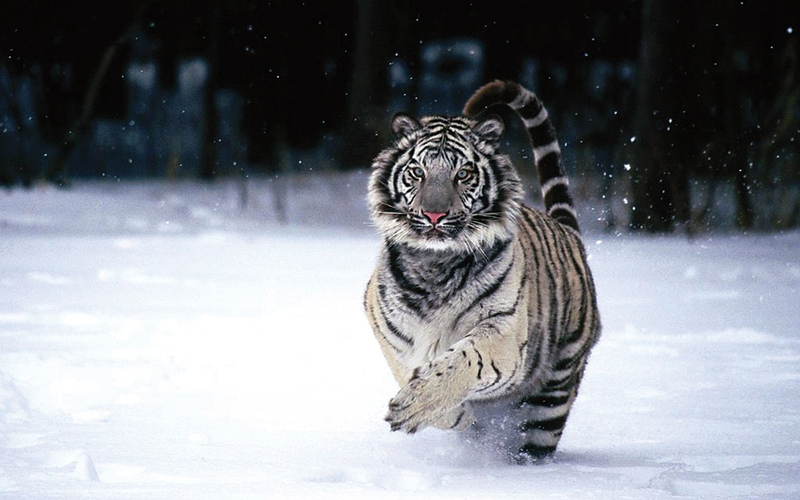 Amura, Amura World,Homenaje a la vida,El planeta tierra es una fábrica infinita de vida, Tigre blanco.<br>