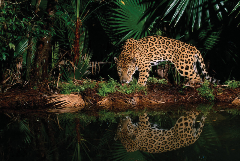 Amura, Amura World,Homenaje a la vida,El planeta tierra es una fábrica infinita de vida, Los felinos se adaptan a diferentes climas y cambios ambientales. / Felines adapt to different climates and environmental changes.