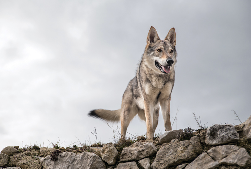 Amura, Amura World,Homenaje a la vida,El planeta tierra es una fábrica infinita de vida, El Lobo.