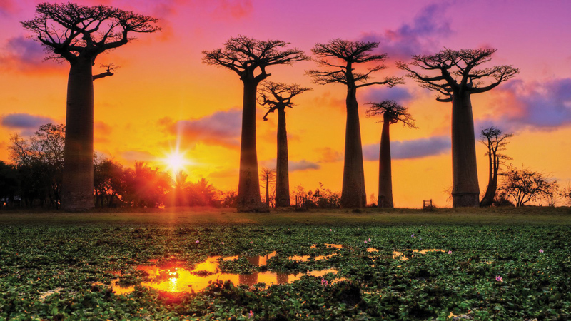 Amura, Amura World,Homenaje a la vida,El planeta tierra es una fábrica infinita de vida, Baobabs are found in both America and Africa.