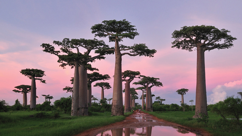 Amura, Amura World,Homenaje a la vida,El planeta tierra es una fábrica infinita de vida, Baobabs are found in both America and Africa.