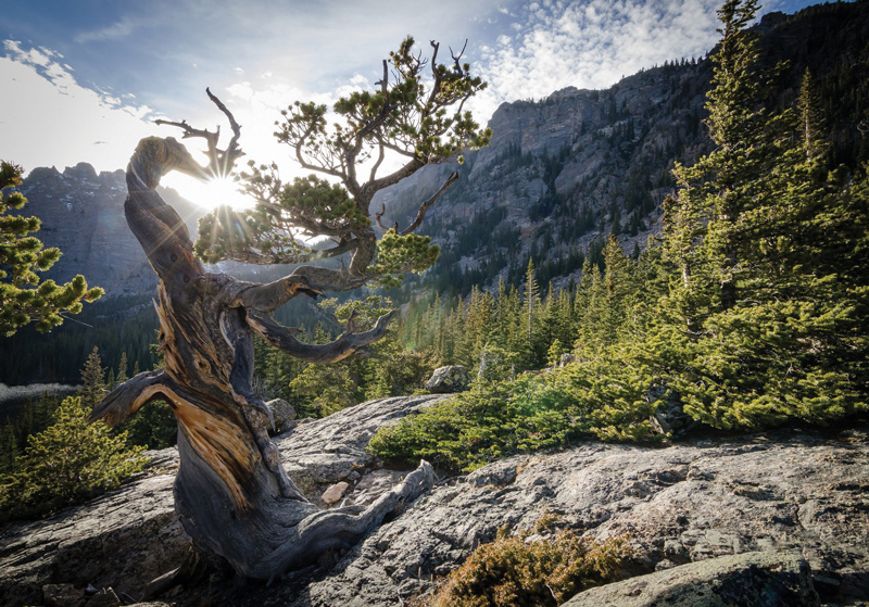 Amura, Amura World,Homenaje a la vida,El planeta tierra es una fábrica infinita de vida, El Pinus Longaeva es el arbol más longevo del planeta. 