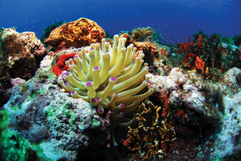 Amura, Amura World,Homenaje a la vida,La mar, Los arrecifes de coral son esenciales para a vida. / Coral reefs are essential to life.