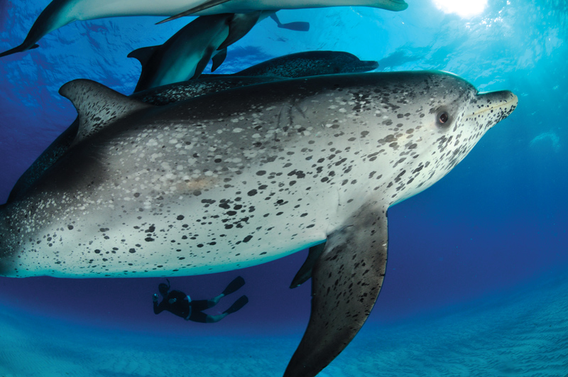 Amura, Amura World,Homenaje a la vida,La mar, Grandes especies marinas como las ballenas se alimentan de plancton. 